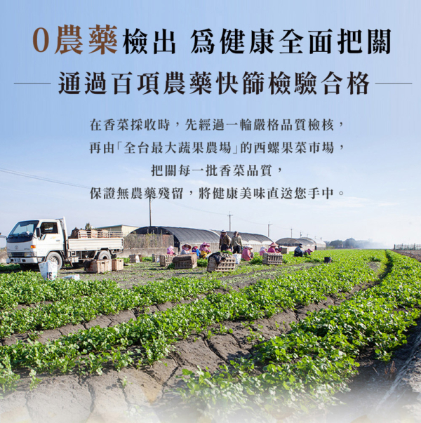 總代理【香菜先生】香菜粉 180g
