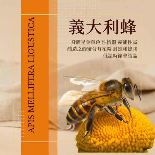 【依琦匠子】漢方草本蜂梨糖 原味/橙香/水蜜桃/羅漢果