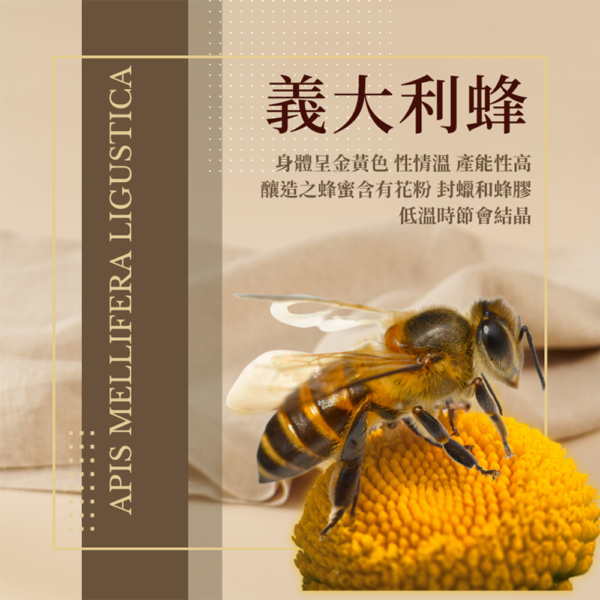 【依琦匠子】漢方草本蜂梨糖 原味/橙香/水蜜桃/羅漢果